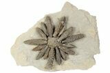 Jurassic Fossil Urchin (Reboulicidaris) - Amellago, Morocco #194854-2